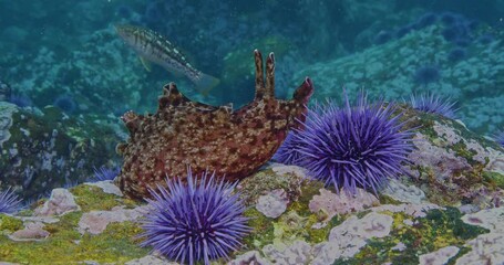 California sea hare maneuvers around sea urchins.