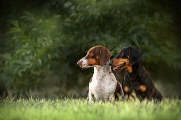 black and tan dachshund and piebald dachshund sitting and looking to one side, portraits of dogs on...