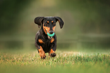 a dachshund dog with a ball happily runs forward on the grass, a beautiful photo of canine fun