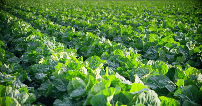 Early morning cauliflower field close-up panning left to right