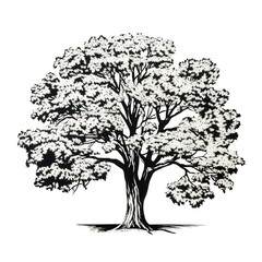 Obraz premium Oak Tree Silhouette Isolated on Transparent background.