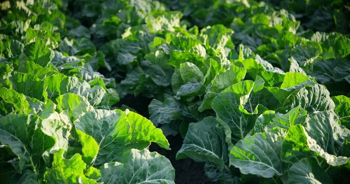 Early morning cauliflower field panning up
