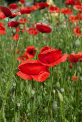 Obraz premium red poppy in the field