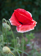 Naklejka premium red poppy in the garden