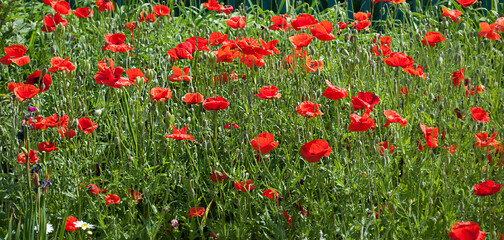Fototapeta premium field of red poppies