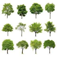 Fototapeta premium Green Tree Illustrations for Landscape Designs Isolated on Transparent background.