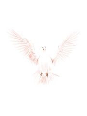 White dove, a universal symbol of peace, soars with outstretched wings