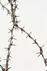 A bird sits atop barbed wire, highlighting its resilience and determination