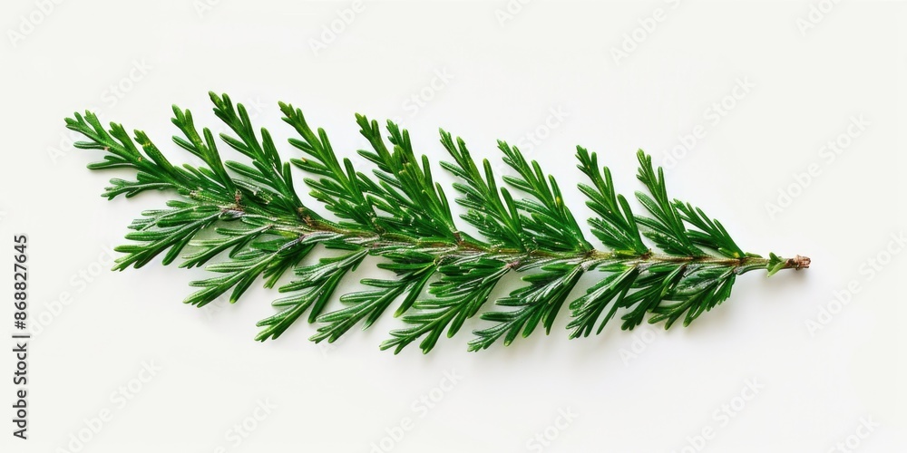 Poster a single pine tree branch against a white background, perfect for minimalist designs and simple comp