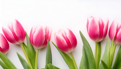 Pink Tulips Bordering a White Background