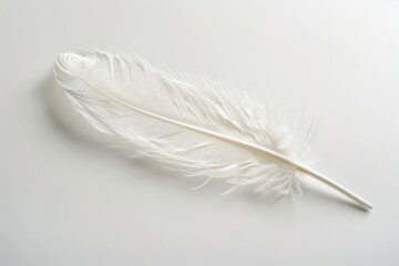 A single white feather lies flat on a white background