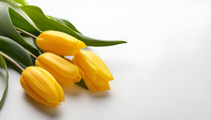 Yellow Tulip Bouquet on White Background