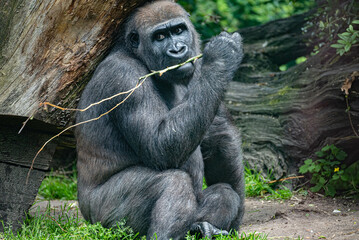 Western lowland gorilla sits against a tree and chews and plays with a branch in Artis zoo, Netherlands, Amsterdam