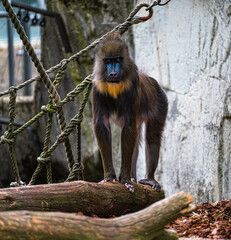 Mandrill stands on a rock and looks sideways into the enclosure in Artis Zoo Amsterdam the Netherlands