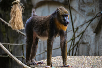 Mandrill stands on a rock and looks sideways in the enclosure in Artis Zoo Amsterdam the Netherlands