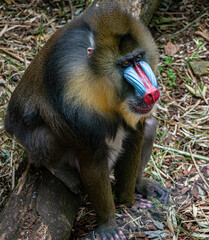 Mandrill sits on the ground and  looks sideways in the enclosure in Artis Zoo Amsterdam the Netherlands
