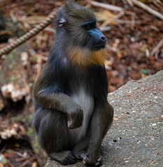 Mandrill sits on the ground and  looks sideways in the enclosure in Artis Zoo Amsterdam the Netherlands