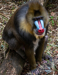 Mandrill sits on the ground and looks into the camera in the enclosure in Artis Zoo Amsterdam the...