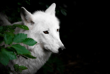 Close up shot of the head of a Hudson Bay Grey wolf (Canis lupus hudsonicus) that is hiding behind a bush with a black dark background in Artis zoo, Amsterdam, the Netherlands