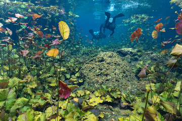 Scuba divers in a lilies garden