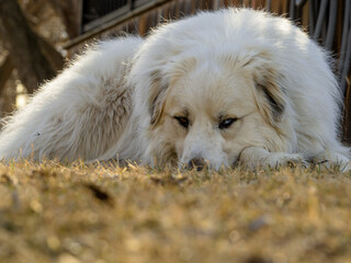 Elliott the Great Pyrenees livestock dog watching over his farm with one brown eye and one blue eye