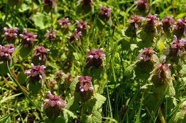 Lamier pourpre, Lamium purpureum