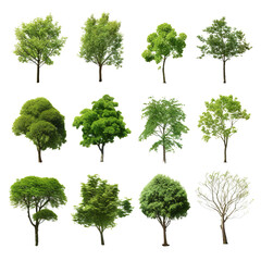 Fototapeta premium Green Tree Illustrations for Landscape Designs Isolated on Transparent background.