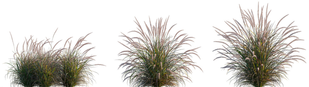 Pennisetum setaceum Rubrum single grass isolated png on a transparent background premium cutout high resolution (Tender Purple Fountain Grass)