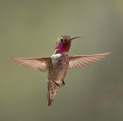 Fototapeta premium Male Anna's Hummingbird feeding in the flowers