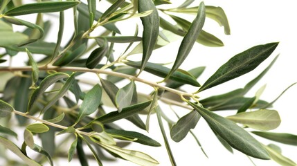 A detailed view of a plant's green leaves