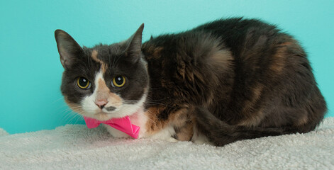 calico cat with yellow eyes lying down portrait