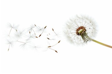 A close-up view of a dandelion with its seeds dispersing in the air