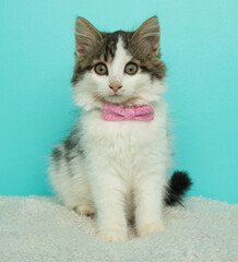 white and brown fluffy kitten cat wearing a pink bow tie portrait
