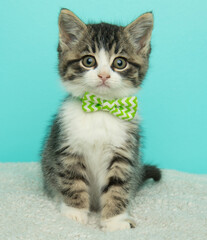black and white tabby kitten cat wearing a green bow tie sitting down portrait