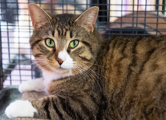 big brown and white tabby cat with green eyes portrait