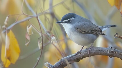 A small bird sits on a tree branch