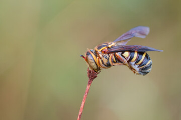 Abelha Coletora de Resina Epanthidium