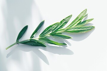 A single green leaf placed on a white surface