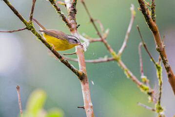 cambacica (Coereba flaveola) comendo borboleta