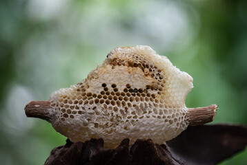 Honeycomb on natural background.