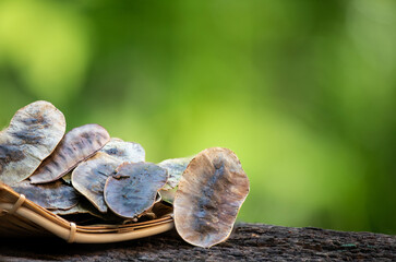 Senna alexandrina P. Miller dried pods on natural background.