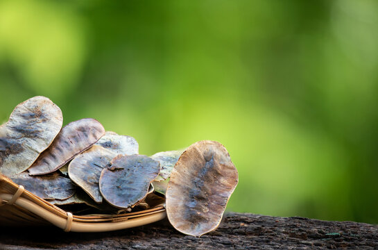 Senna alexandrina P. Miller dried pods on natural background.