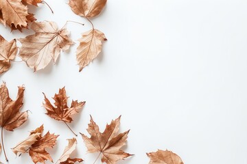 Autumn Composition with Dried Leaves on White Background
