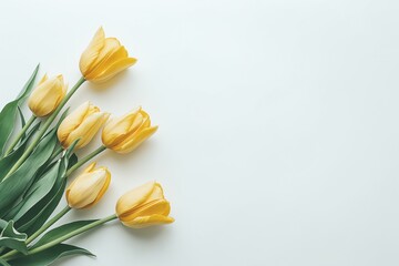 Yellow Tulip Flowers on White Background - Bright Spring Floral Composition