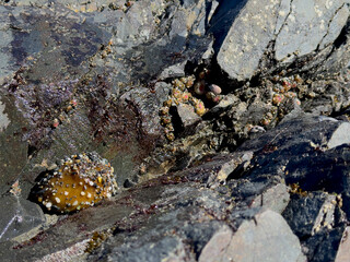 Closeup on Closed Giant Green Anemone Laying on a Rock Covered with Stones  at Agate Beach Tide Pools, Low Tide. Sue-Meg Redwoods State Park, California. Part of Duxbury Reef State Marine Reserve.