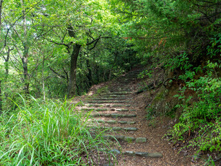 新緑に覆われた夏の五月山ハイキングコース