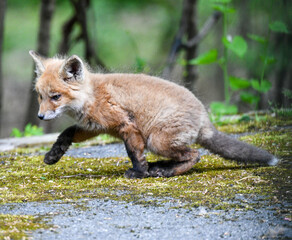 Baby fox kit close up