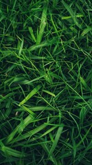 Grass, Wallpaper 4k, Cool backgrounds image - generative ai