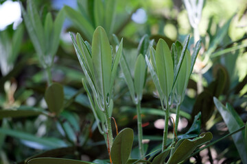 Obraz premium 力強く伸びるシヤクナゲの若葉