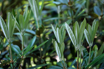 力強く伸びるシヤクナゲの若葉